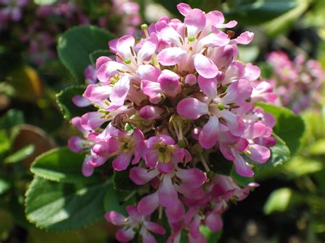 Escallonia Laevis Pink Elle Pépinières De La Rivière