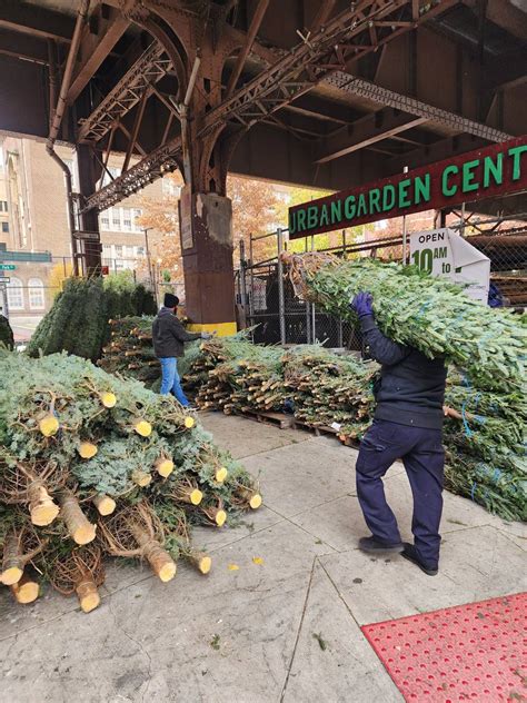 Where To Buy A Christmas Tree In NYC (2025)