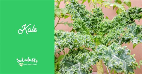 Kale Col Rizada O Berza 10 Beneficios Nutricionales