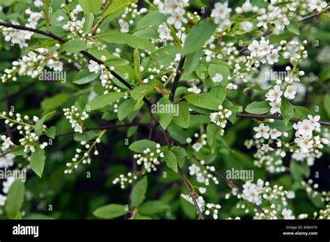 The Flowers Of Padus Avium Or Prunus Padus Blooming Shrub Stock Photo