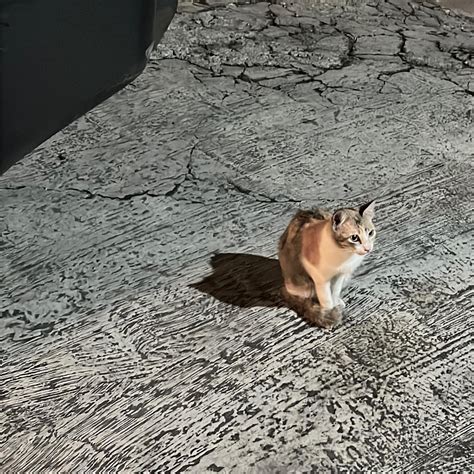 zayndana atzayndana instagram