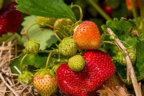 Australian Grow Guide Strawberries Ultimate Backyard