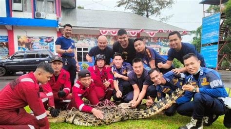 Detik Detik Damkar Kota Bengkulu Amankan Buaya Muara Meter Yang