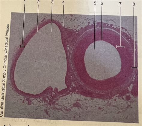 Histology Of Artery And Vein Diagram Quizlet