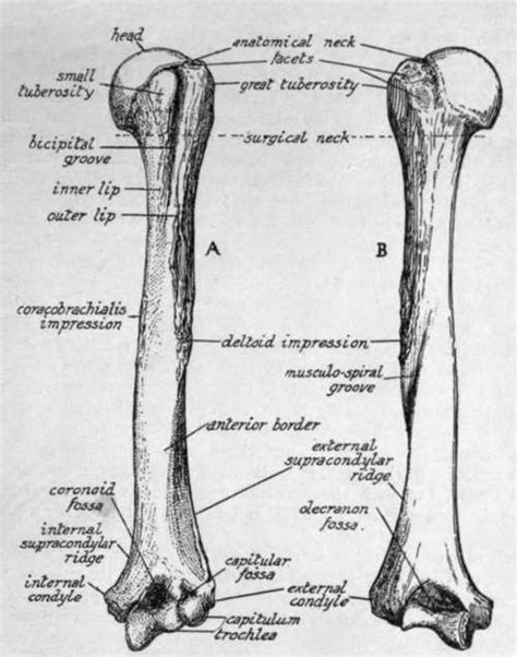 Left Humerus Anterior View