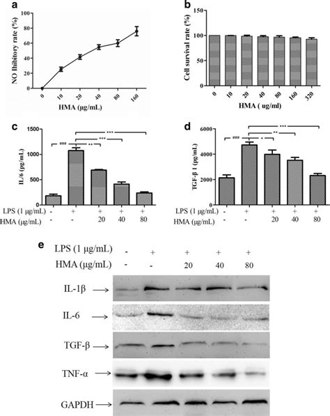 Anti Inflammatory Effects Of HMA In LPS Induced RAW 264 7 Macrophages