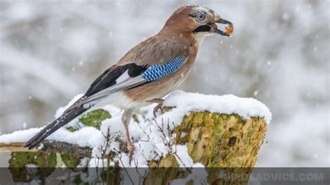 What Do Birds Eat in the Winter? Winter Food | Birds Advice