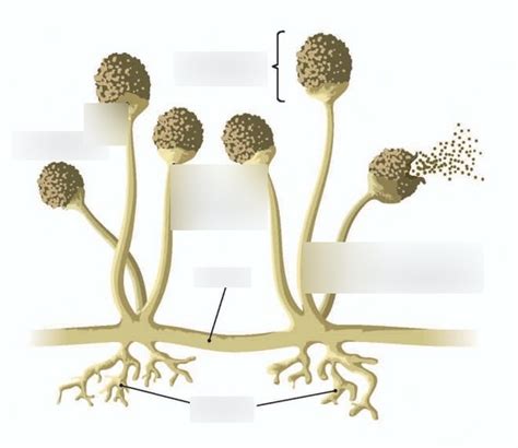 Mold Diagram