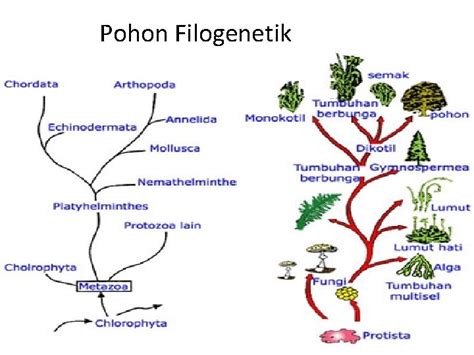 Materi Biologi 1 Keanekaragaman Hayati 2 Klasifikasi Dasril