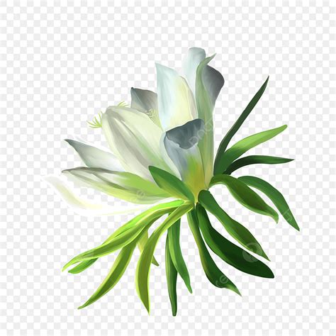 Dragon Fruit Flower Hand Painted Flowers Plant White Flowers Blooming