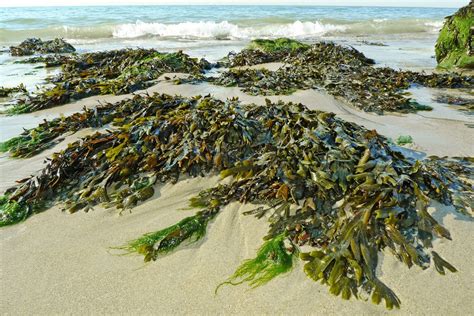 Can Seaweed Save Marine Life Live Eco