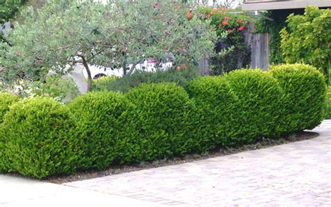 Buy Japanese Boxwood Shrubs | FREE SHIPPING | Wilson Bros Gardens | 3 ...