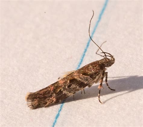 Micro Moth Aristotelia Bugguidenet