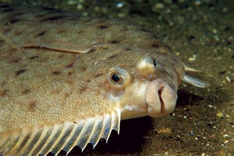 Linguado Peixe Tipos Caracter Sticas Alimenta O Habitat E Dicas