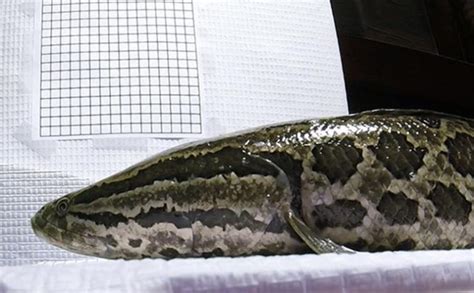 Invasive Snakeheads Driven Onto Land By Poor Water Conditions Video