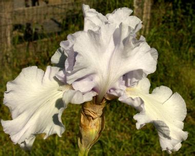 Silverado Tall Bearded Iris Nola S Iris Gardens