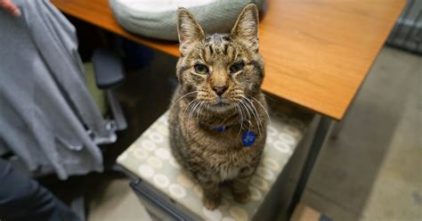 Once A Victim Of Hoarding Senior Cat Now Lives In His Perfect Home Aspca