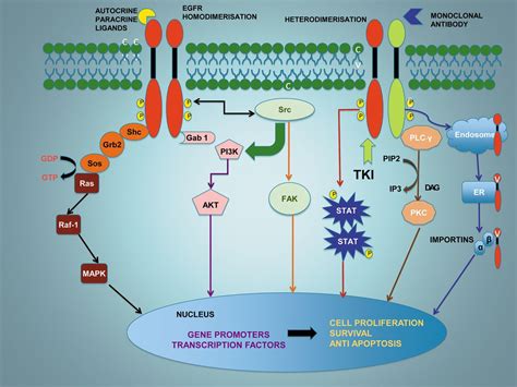 Epidermal Growth Factor Receptor Egfr Targeted Therapies In