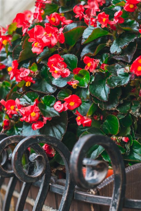 How To Keep Begonias Blooming Big Strong All Summer Long