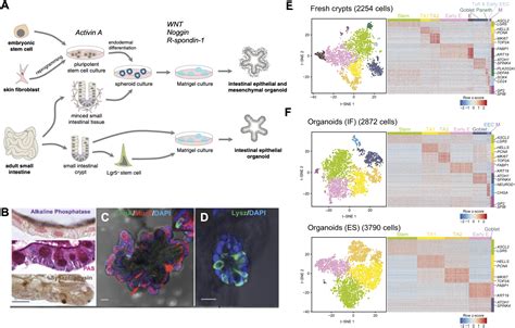 Frontiers Human Microphysiological Models Of Intestinal Tissue And