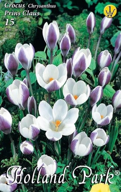 Crocus Chrysanthus Prince Claus botanikai krókusz virághagymák 1