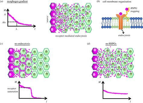 Patterning Principles Of Morphogen Gradients Open Biology