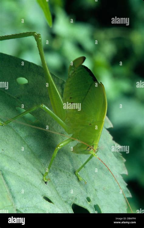 insects in the Nepal jungle near Chitwan National Park Stock Photo - Alamy