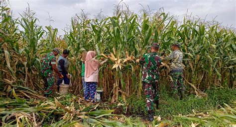 InfoPublik Jaga Ketahanan Pangan Babinsa Koramil Ganding Bantu Panen