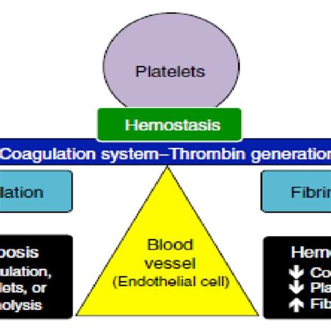 1 Balance Of Hemostasis The Interaction Of Blood Platelets Vascular