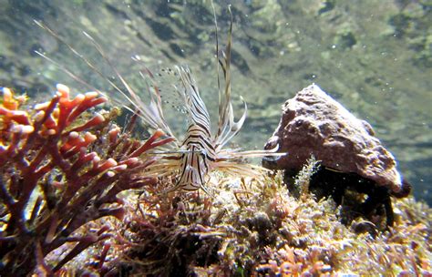 Ugniasienes Scuba J Ra J R Povandeninis Nemokamos Nuotraukos