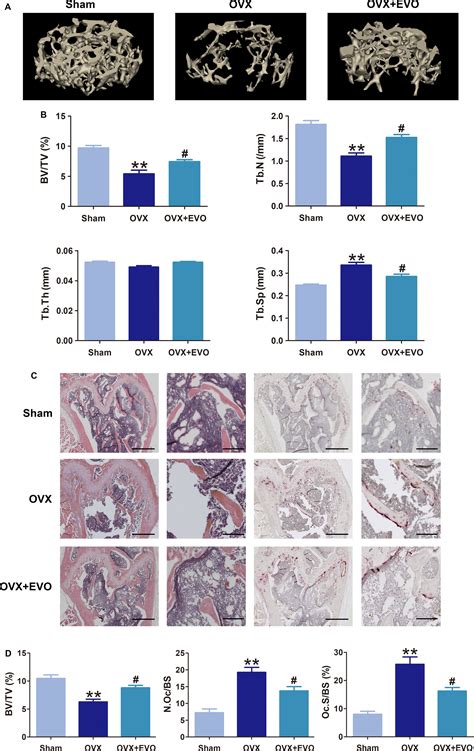 Evodiamine Inhibits Ranklinduced Osteoclastogenesis And Prevents