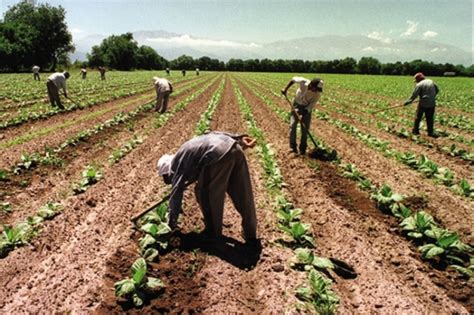 Es Oficial El Plan Que Protege A Los Trabajadores Rurales “golondrinas” La Trocha Estación