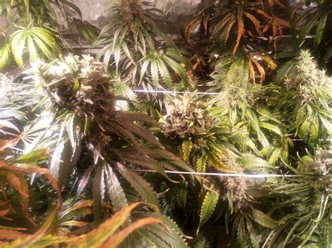 Strain Gallery California Indica Sensi Seeds Pic