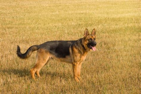 Premium Photo | German shepherd resting and walking outdoors in a field.