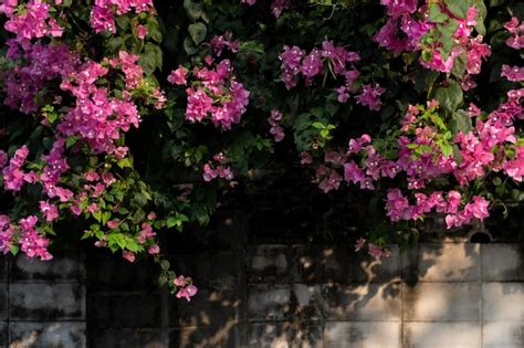 Premium Photo A Wall With Purple Flowers