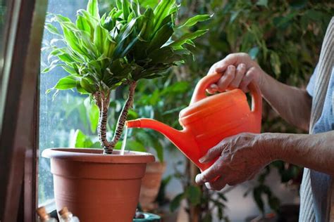 Sencillos Pasos Para Revivir Una Planta Muerta Ideas Caseras Parel Hogar