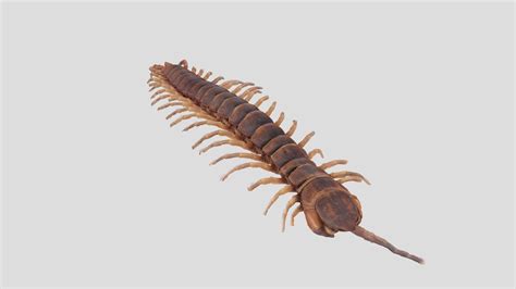 Escolopendra gigante (Scolopendra gigantea) - 3D model by HerrArcturus ...