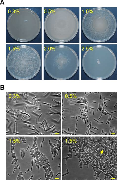 Motility Of Paenibacillus Sp A Colony Spreading Pattern Of