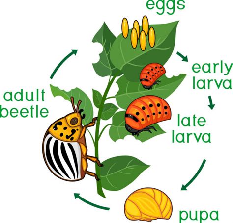 Life Cycle Colorado Potato Beetle Leptinotarsa Decemlineata Stock Vector Image by ©mariaflaya ...