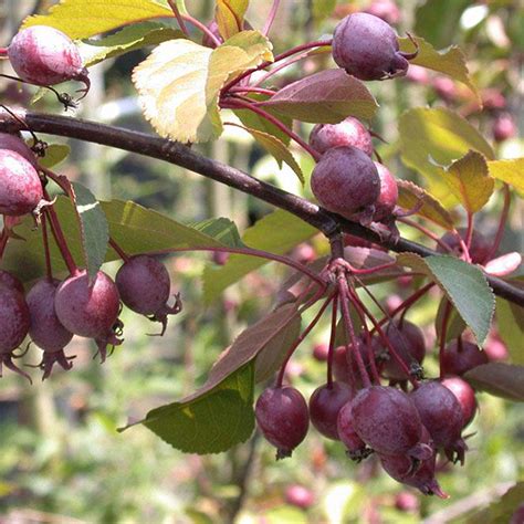 MALUS RED OBELISK Houtmeyers Plantencentrum En Boomkwekerij Laakdal