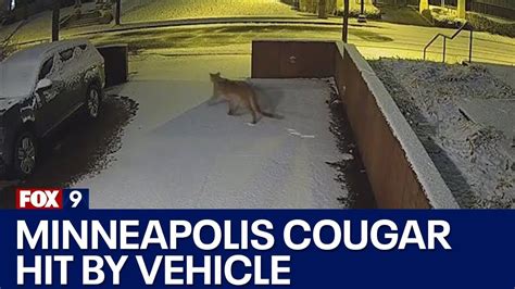 Minneapolis Cougar Hit By Vehicle Dutchiee Cars Daily Car News