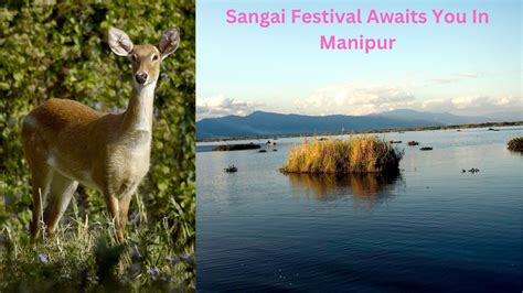 Sangai Festival, An effort to save the Sangai Deer - The North East India