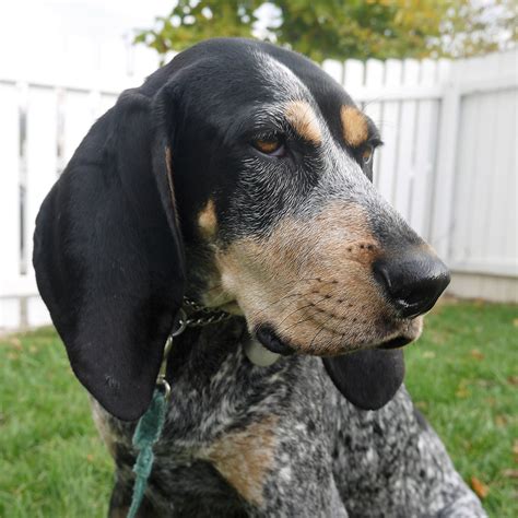 Bluetick Coonhound Pedigree Database