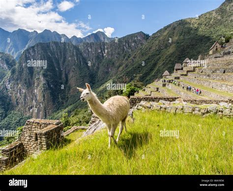 Machu Picchu Peru May Llama Walking In The Ancient Inca