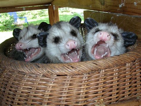 Kathleen Shives | Baby possum, Pet rats, Awesome possum