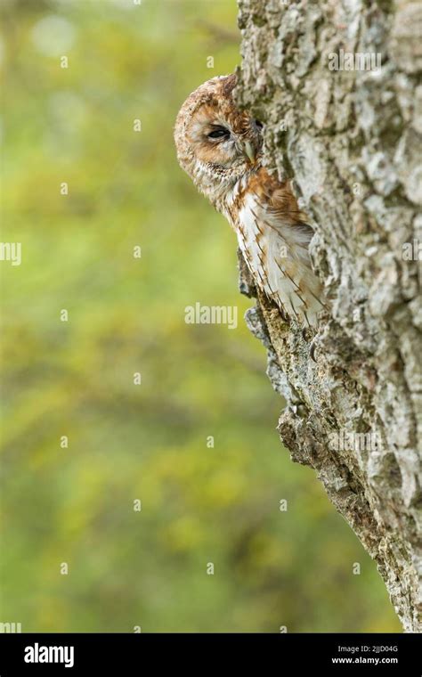 Tawny Owl Strix Aluco Captive Adult Perched In Tree Hole Castle