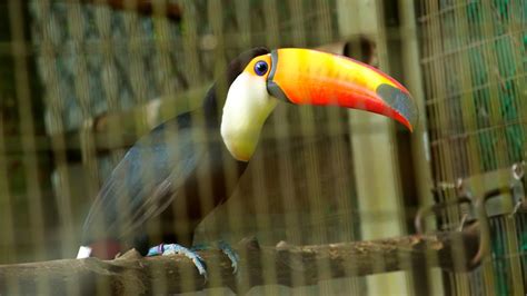 Jurong Bird Park In Singapore Expedia