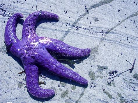 Purple Starfish stock image. Image of outdoors, life, wildlife - 6494861