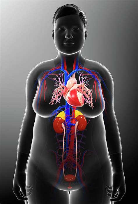 Female Urinary And Circulatory Systems Photograph By Pixologicstudio