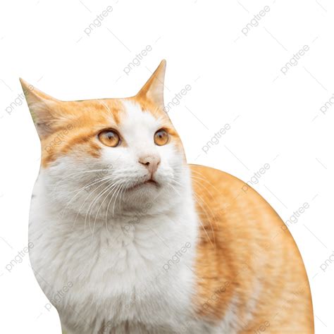 Gato Naranja Sorprendido Png Gato Sorprendido Naranja Png Y Vector | Porn Sex Picture